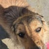 Chester, kleiner Hundemann ganz groß