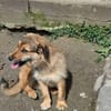 Chester, kleiner Hundemann ganz groß