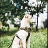 Kleiner Hundejunge sucht...