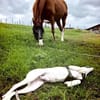 Kleiner Hundejunge sucht...