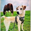 Kleiner Hundejunge sucht...