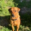 Die bezaubernde Daisy sucht ihr Zuhause