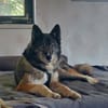 SAMURAI- ein toller Hund