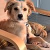 Zara❤ sucht ihr Zuhause