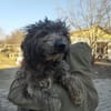 Ronny 47 cm (Pflegestelle)