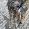 Ronny 47 cm (Pflegestelle)