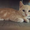 RAJAH
