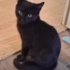 BAGHEERA**