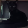 BAGHEERA**