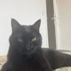 Otis