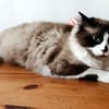 Kaki