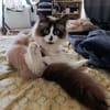 Kaki