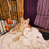 Chatons