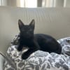 Kuro