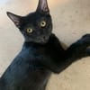 Tchalla