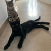 Tchalla