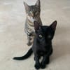 Tchalla