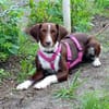 Tayla1 sucht ein Zuhause