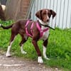 Tayla1 sucht ein Zuhause
