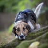 Lani - ruhige Hündin sucht Zuhause