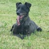 Zoran, Einzelhund, su. Grundstück