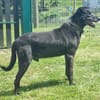 Zoran, Einzelhund, su. Grundstück