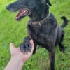 Zoran, Einzelhund, su. Grundstück