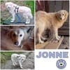 JONNE -sucht ruhiges Zuhause-