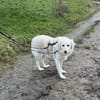 JONNE -sucht ruhiges Zuhause-