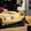 JONNE -sucht ruhiges Zuhause-