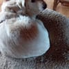JONNE -sucht ruhiges Zuhause-