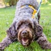 Mia7 sucht ein Zuhause/Pflegestelle