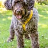 Mia7 sucht ein Zuhause/Pflegestelle
