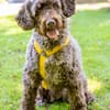 Mia7 sucht ein Zuhause/Pflegestelle