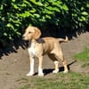 Pupertierend & liebevoll: Rocky sucht...