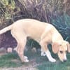 Pupertierend & liebevoll: Rocky sucht...