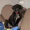 Pluto ein liebevoller English Pointer