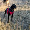 Pluto ein liebevoller English Pointer