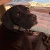 Pluto ein liebevoller English Pointer