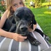 Pluto ein liebevoller English Pointer