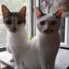 HILDA & BENNI  VERSPIELTES KATZENDUO