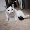 HILDA & BENNI  VERSPIELTES KATZENDUO