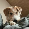 GUSTL -junger, lebensfroher Charmeur-