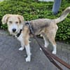 GUSTL -junger, lebensfroher Charmeur-