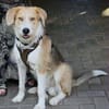 GUSTL -junger, lebensfroher Charmeur-