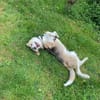 GUSTL -junger, lebensfroher Charmeur-