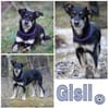 GISLI * liebevoller Bub braucht Halt