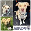 ARKON -Sonnengenießer mit Charakter-