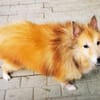 Chicko, netter Senior