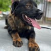 Leonbergermischling Michi sucht Familie